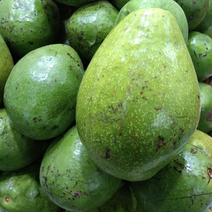 

NATURE- Alpukat Mentega Medium Segar