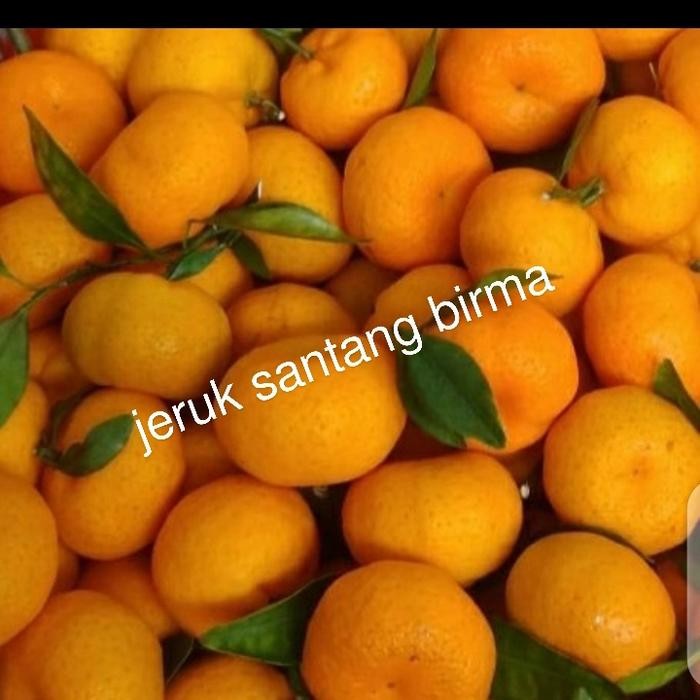 

NATURE- Jeruk Santang Birma Fresh Di Jamin Manis Per 1 Kg
