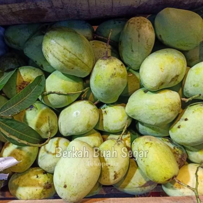 

NATURE- Mangga Indramayu 1Kg