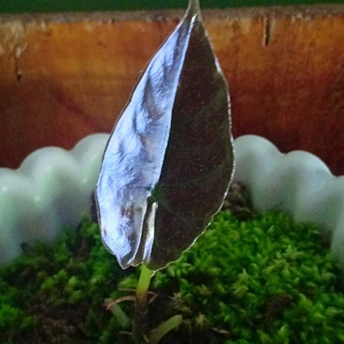 ALOCASIA BLACK INFERNALIS ANAKAN 1 DAUN