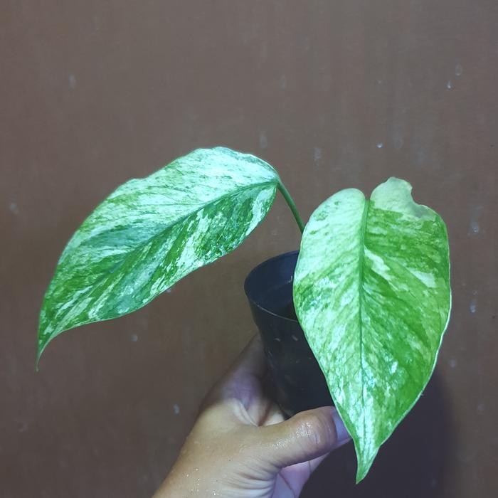 EPREMNUM HANOMAN SP BALI VARIGATA