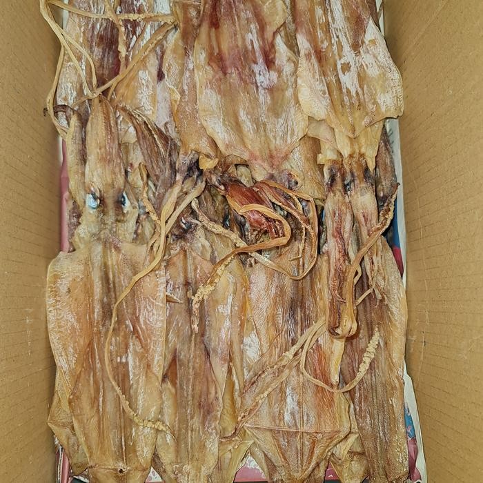 

Siap Kirim Juhi / Cumi 20-30cm 50gr - Cumi Segar Siap Masak