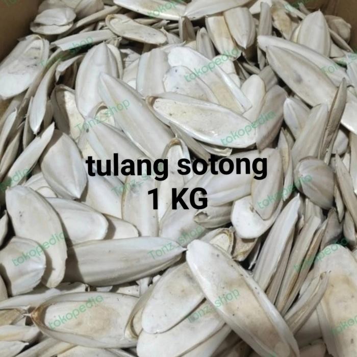 

Siap Kirim Tulang Sotong / Punggung Asinan Burung Cangkang Sotong 1kg Shopee