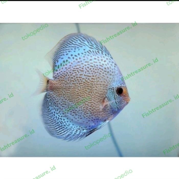 Bisa Spk Discus Blue Scorpion Mulai Ukuran 1 Cm (