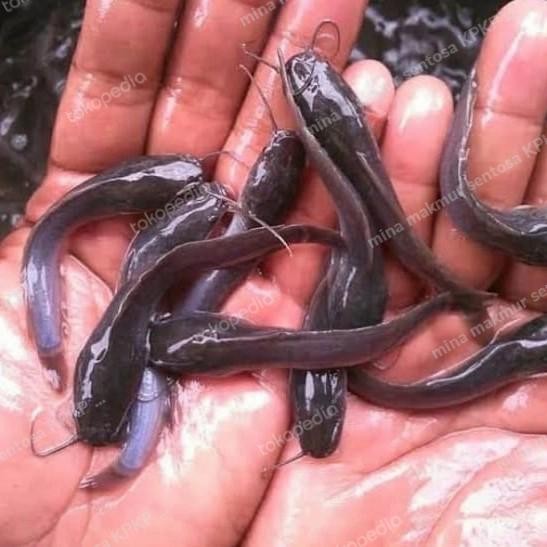 

paket bibit ikan lele sangkuriang ukuran 4-5-6 cm isi 50 ekor