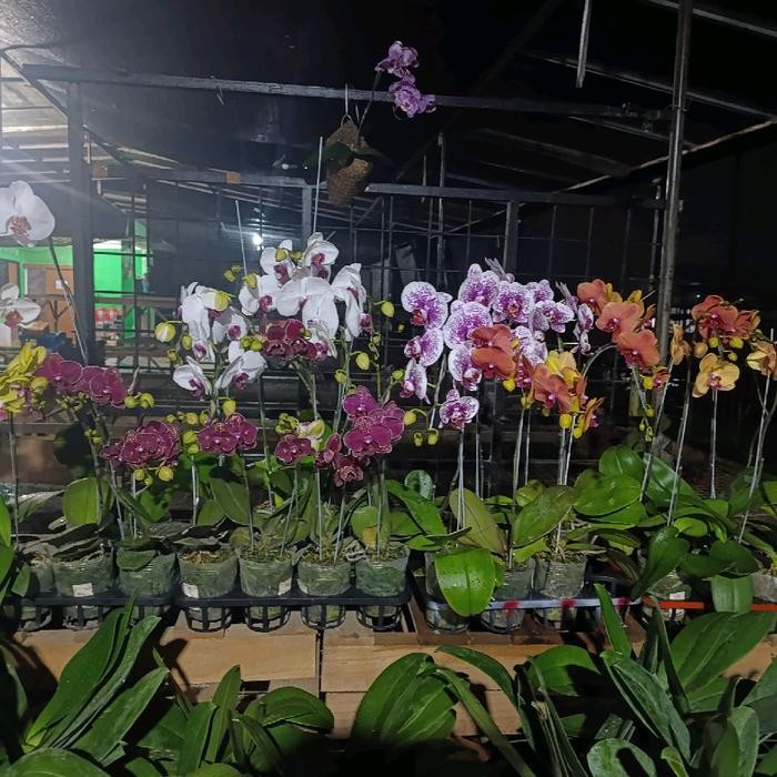 

ANGGREK BULAN KOLEKSI PREMIUM KOLEKSI ISI 2 KHUSUS LIVE