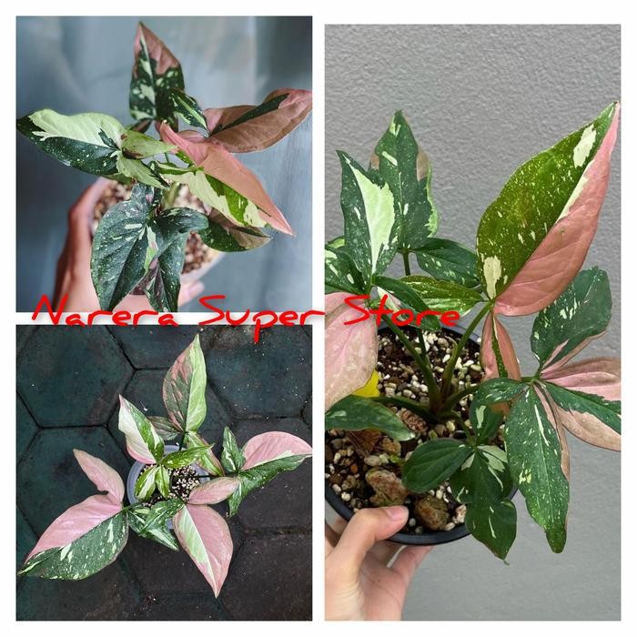 

Syngonium Red Spot Tricolor Three Colors Singonium 3 Warna Ekonomis