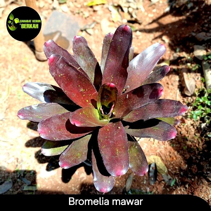 

tanaman hias bromelia merah - bromelia mawar