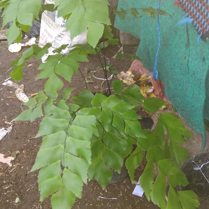 

bibit tanaman suplir dolar