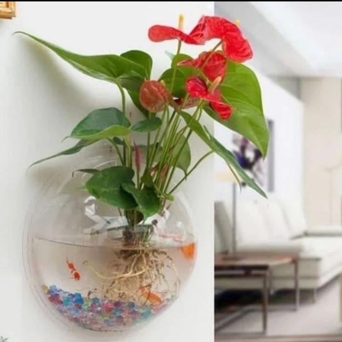 

Tanaman Mickey mouse mini tanaman air tanaman mini