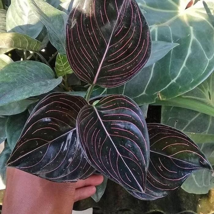 

Tanaman hias aglonema rotudum aceh