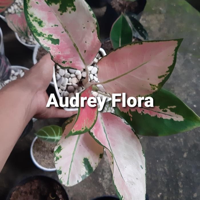 

Tanaman Hias Aglonema Kochin