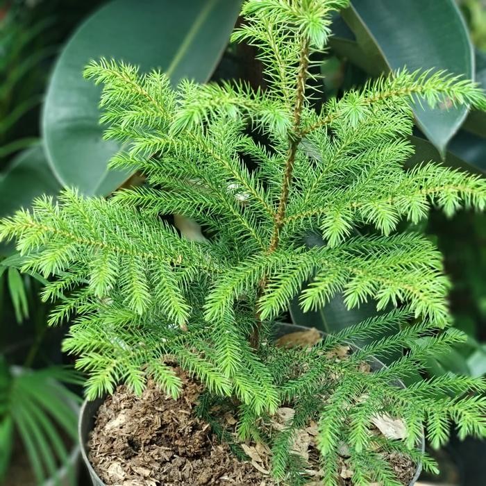 

Cemara Norfolk / Cemara