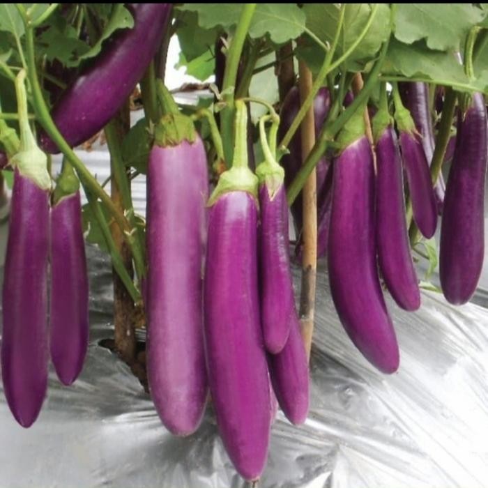 

LUXEHEALTH- Terong Ungu 1Kg