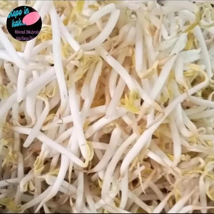 

LUXEHEALTH- Tauge Panjang Segar 1 Kg / Toge Jepang Fresh