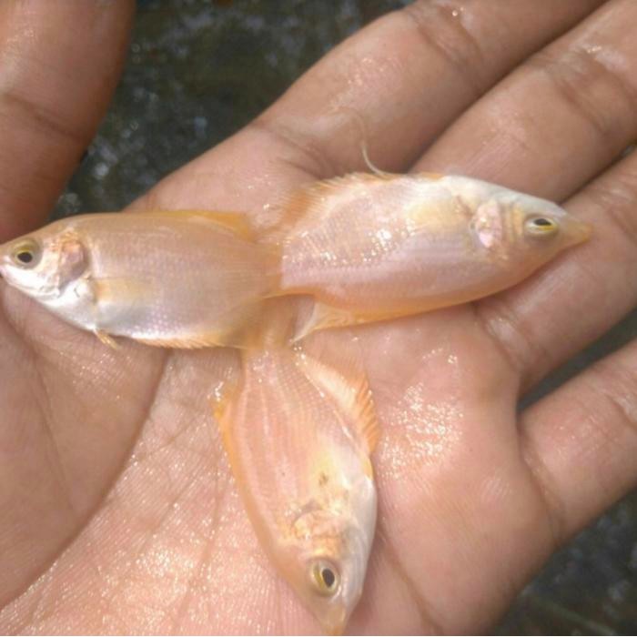 Gurame padang ukuran korek Gas