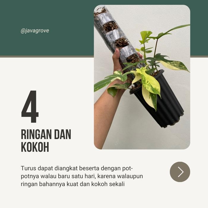 6 pcs TurusTetik / Turus Plastik Mika Bening Mica / Moss pole TURUS ESTETIK