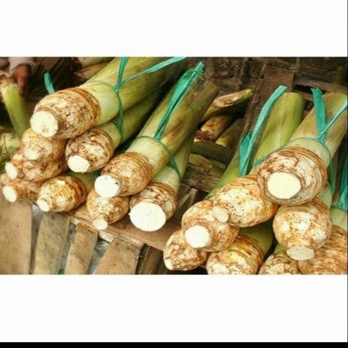 

talas bogor asli isi 2 biji/talas umbi buah segar tingga masak