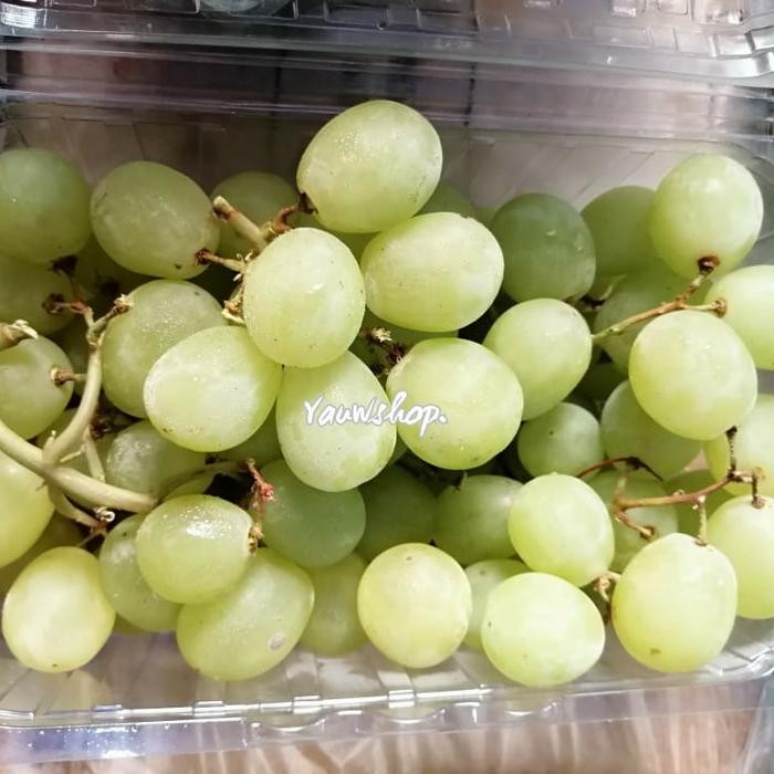 

Anggur Hijau Green Seedless Autumn Grapes Fresh Fruit Buah Segar Impor