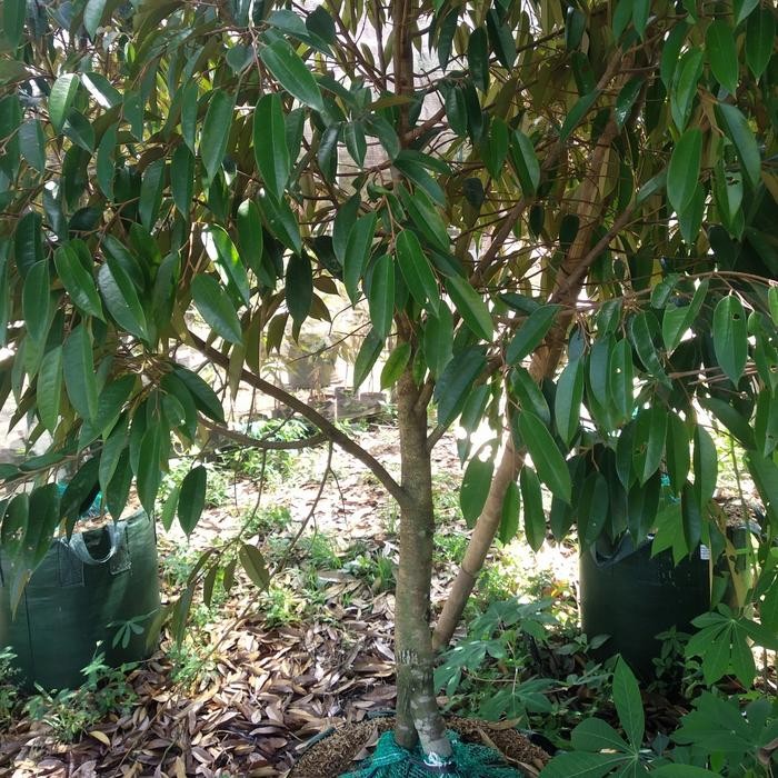 Tanaman durian bawor batang besar dan bercabang