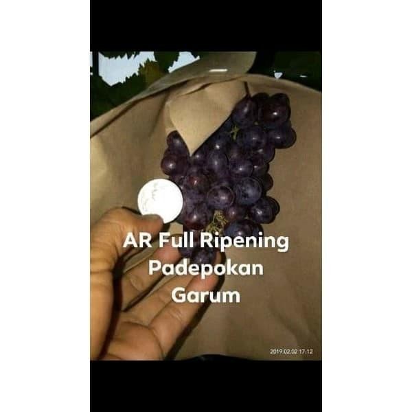 PAKET HEMAT 4 BIBIT ANGGUR IMPORT