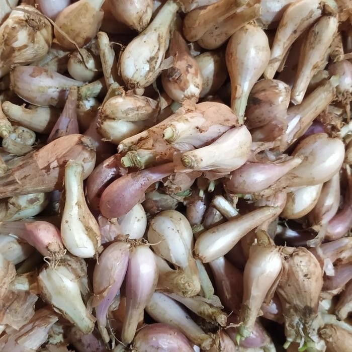 

NEW PRODUK BAWANG SUMENEP / BAWANG GORENG SEGAR 500GR REE RAIN