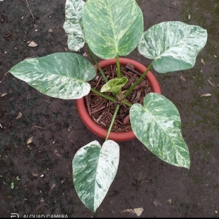 tanaman hias philo marble varigata - philodendron marble variegata