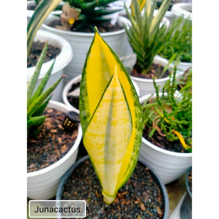Sansevieria Gold Banner Mutasi 02