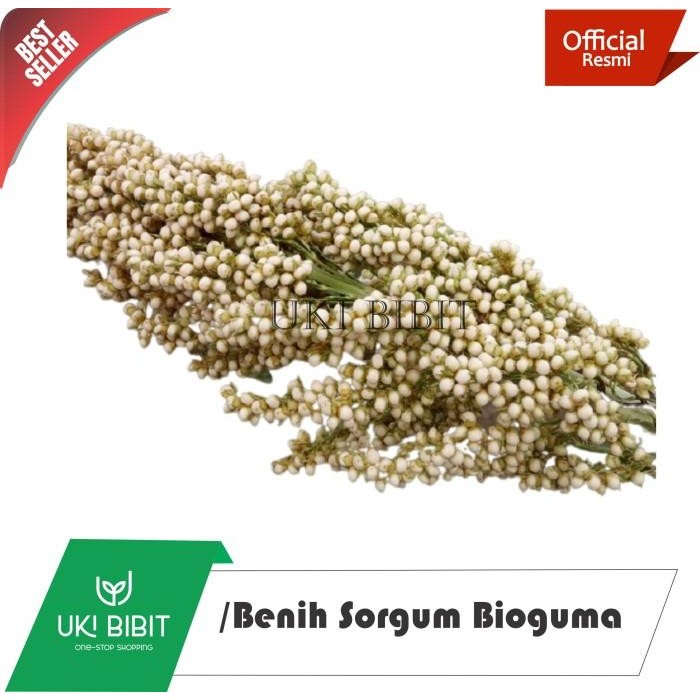 ( 1 Kg ) Benih Sorgum BIOGUMA Batang Manis