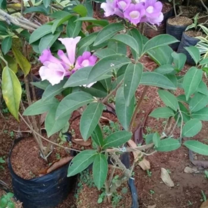  Tanaman Hias Garlic Vine - Tanaman Rambat Garlic Vine 1 meter