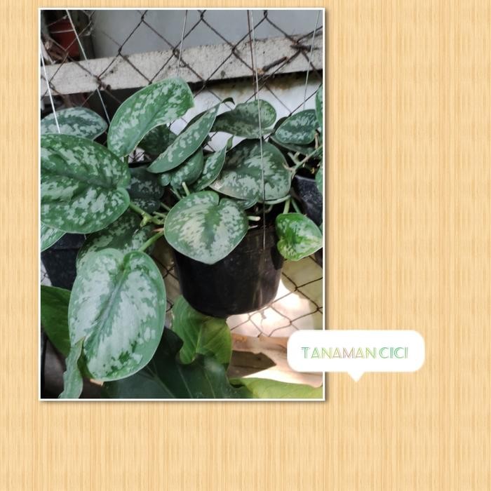 Scindapsus pictus rimbun on turus