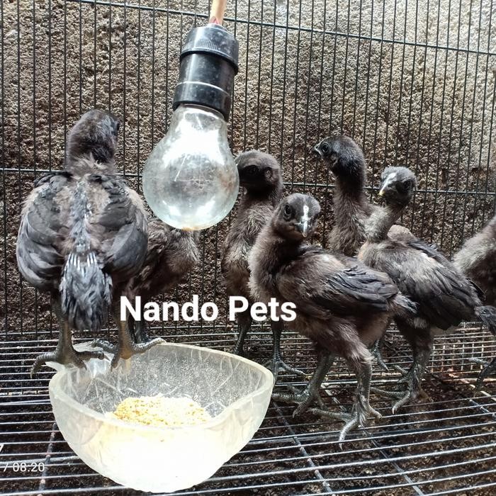 Anakan ayam cemani lidah hitam