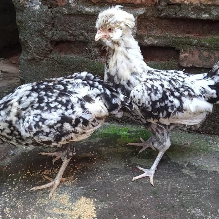 Ayam polandia ayam jambul ayam polan