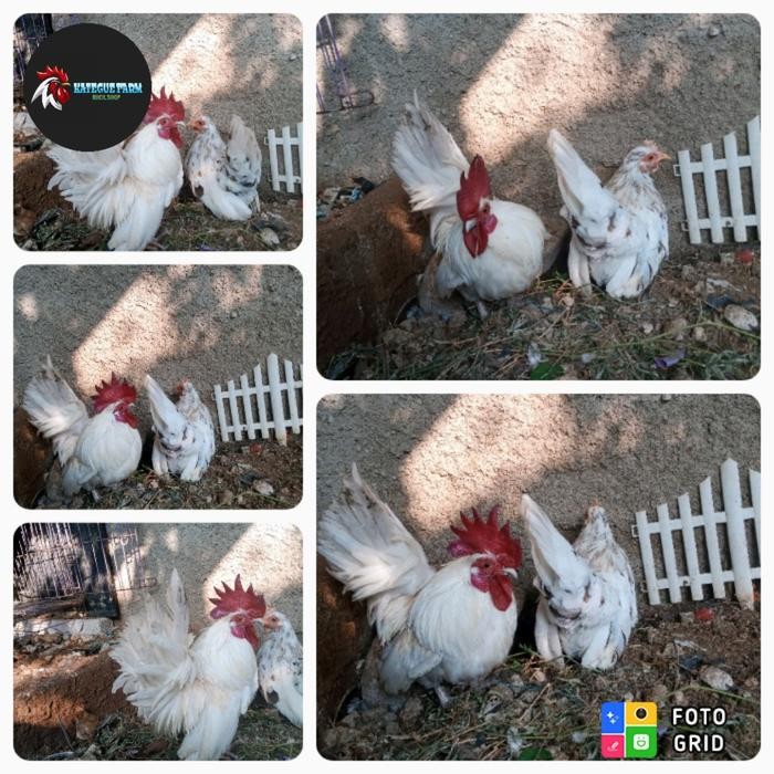 ayam kate istimewa sepasang