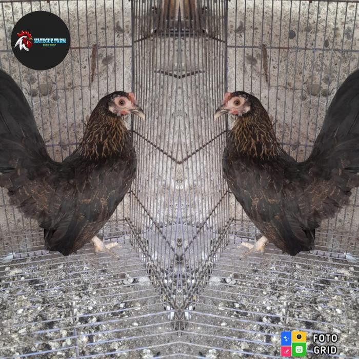 ayam kate betina ceper indukan istimewa