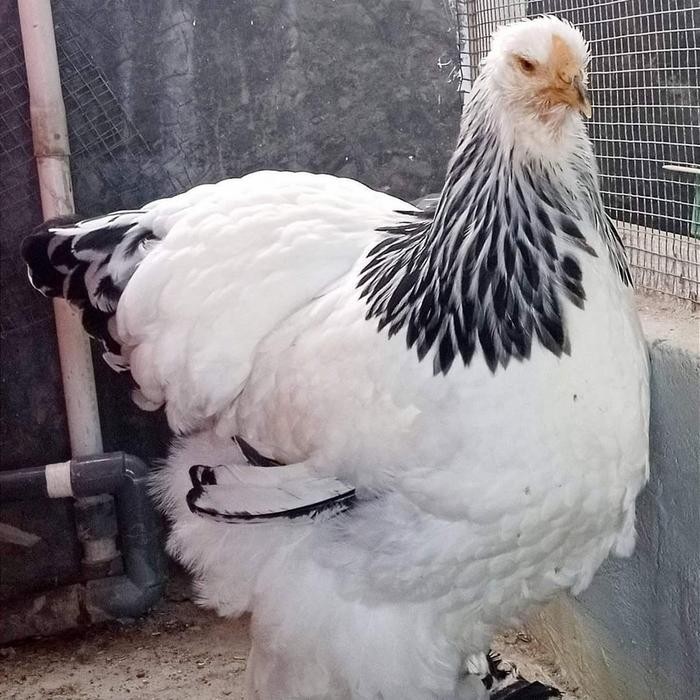 Ayam Brahma Light Indukan Sepasang