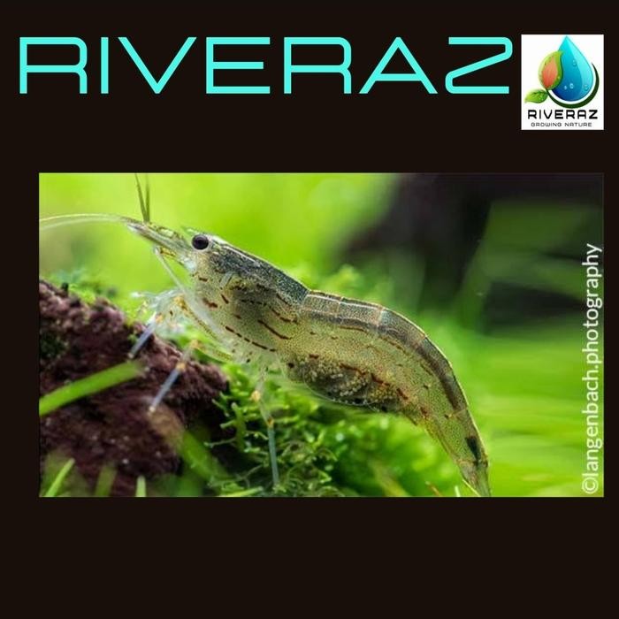 Pilihan- Amano Yamato Ori Shrimp Aquascape