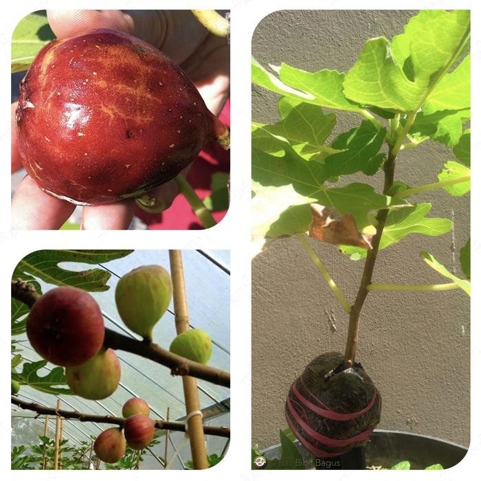 Bibit Cangkok Pohon Buah Fig Tin Ara Jenis Black Mission
