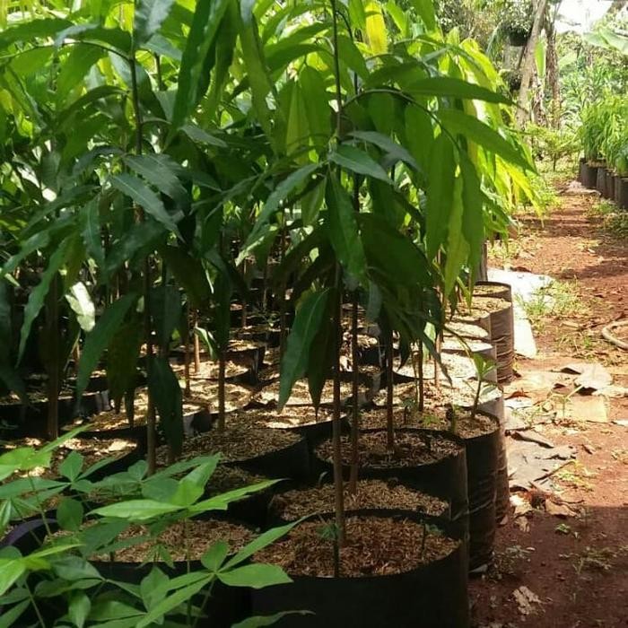 Tanaman glodokan tiang - pohon glodokan tiang