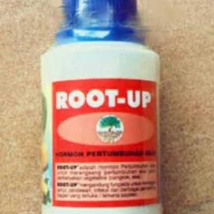 tanaman root up hormon akar
