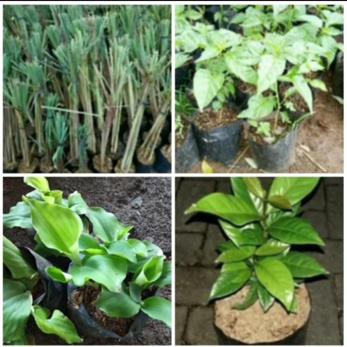 

Promo Paket 4 Tanaman Bumbu Dapur Terjamin