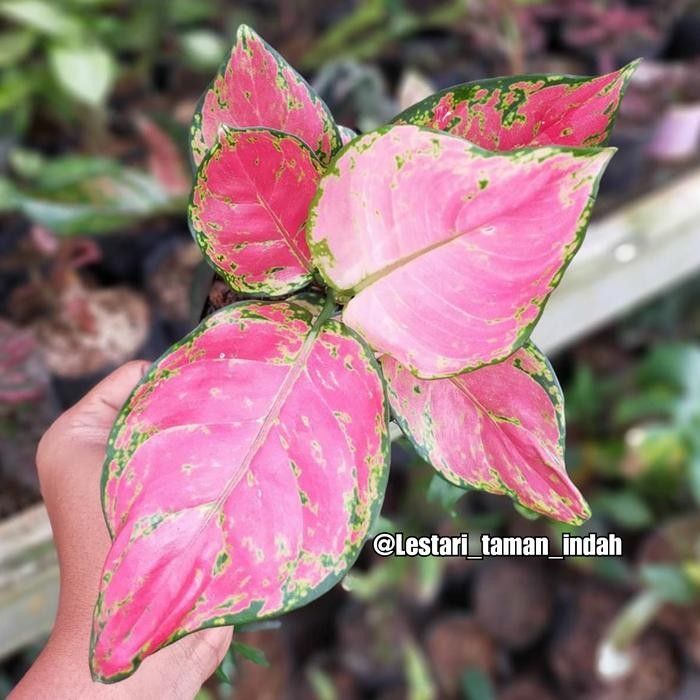 aglonema red anjamani - tanaman hias aglonema red anjamani