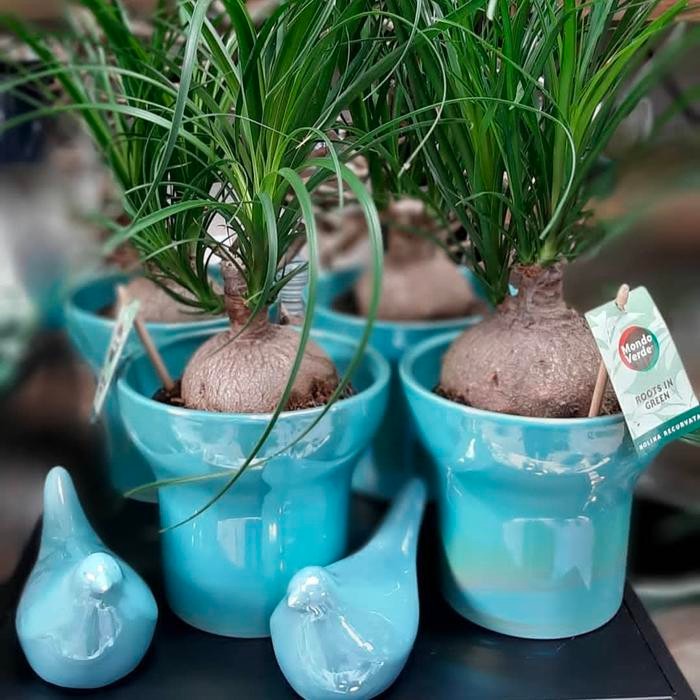 tanaman hias nolina ponytail palm