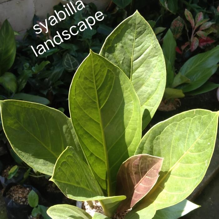 anthurium jemani kol anturium