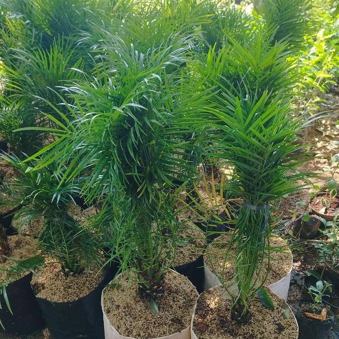 bibit tanaman palem phoenix pohon palem phoenix