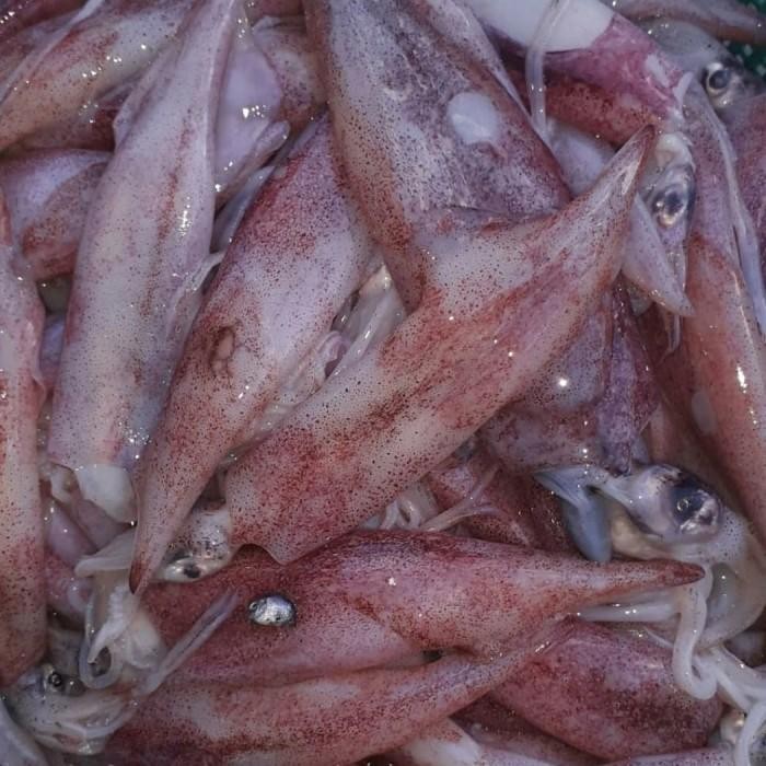 

(Expert) cumi segar 1 kg