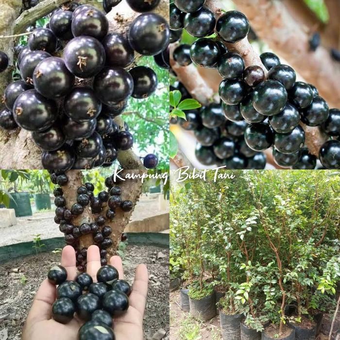 Terlaris Bibit Anggur Pohon Preco 1 Meter Cepat Berbuah Hasil Cangkok Bibit Anggur Brazil Preco