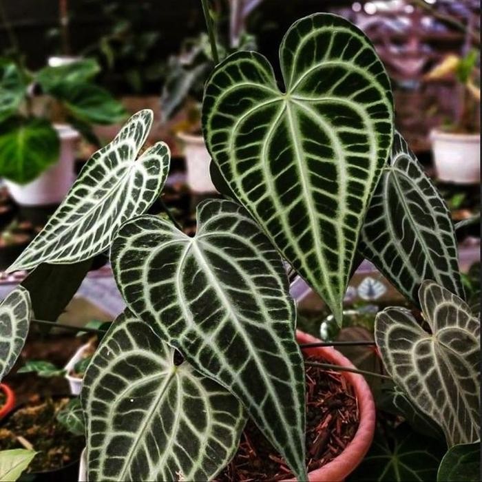 Terlaris Anthurium King Clarinervium
