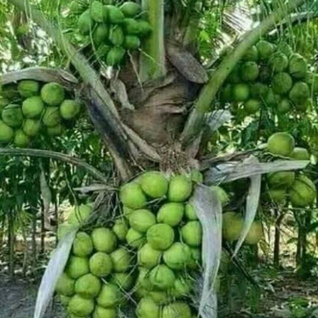 Terlaris Pohon Kelapa Gejah Entok//Kelapa Entok