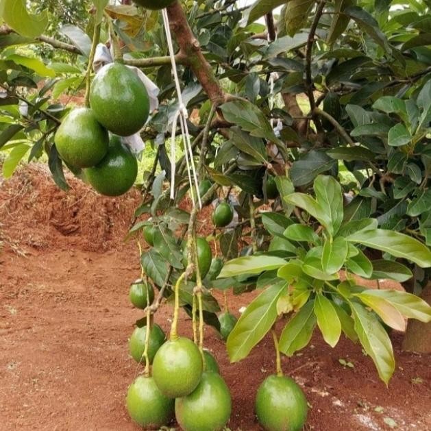 Terlaris Pohon Alpukat Miki Sudah Di Setek Cepat Berbuah